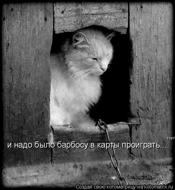 и надо было барбосу в карты проиграть... торт... Котоматрица: и надо было барбосу в карты проиграть... торт