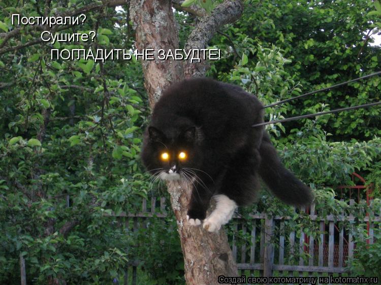 Постирали? Сушите? ПОГЛАДИТЬ НЕ ЗАБУДТЕ!... Котоматрица: Постирали? Сушите? ПОГЛАДИТЬ НЕ ЗАБУДТЕ!