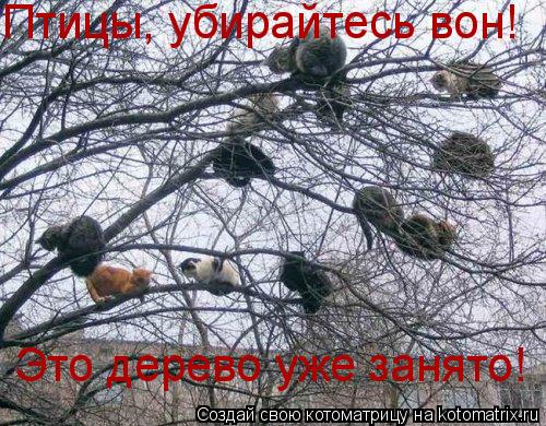 Птицы, убирайтесь вон! Это дерево уже занято!... Котоматрица: Птицы, убирайтесь вон! Это дерево уже занято!