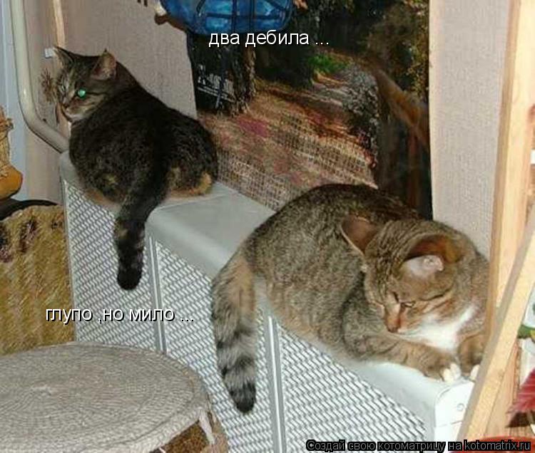 Котоматрица: два дебила ... глупо ,но мило ...