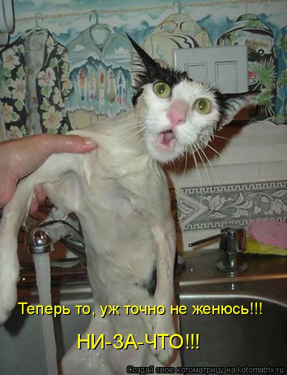 Теперь то, уж точно не женюсь!!! НИ-ЗА-ЧТО!!!... Котоматрица: Теперь то, уж точно не женюсь!!! НИ-ЗА-ЧТО!!!