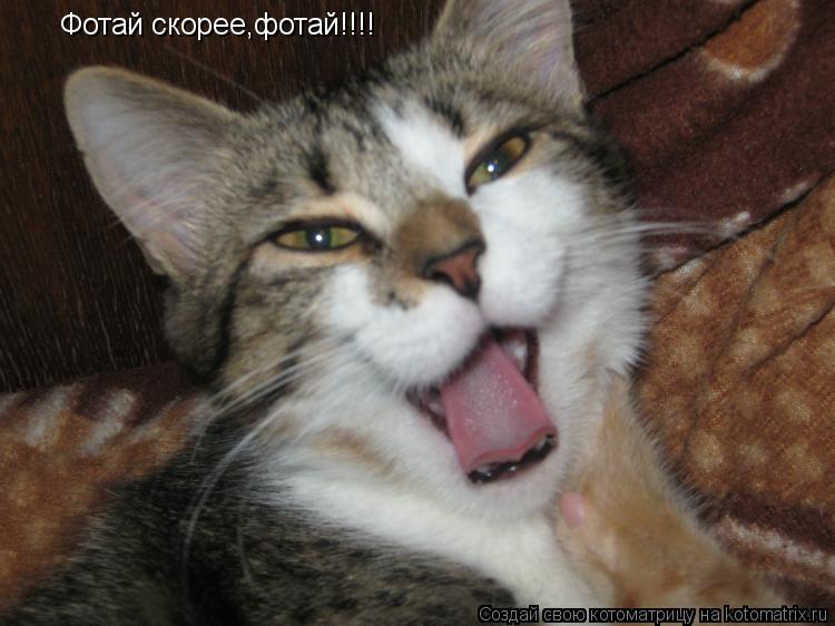 Фотай скорее,фотай!!!!... Котоматрица: Фотай скорее,фотай!!!!