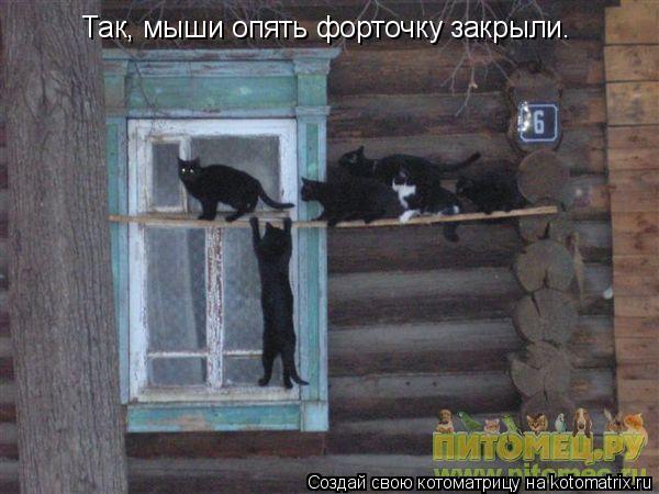 Так, мыши опять форточку закрыли.... Котоматрица: Так, мыши опять форточку закрыли.