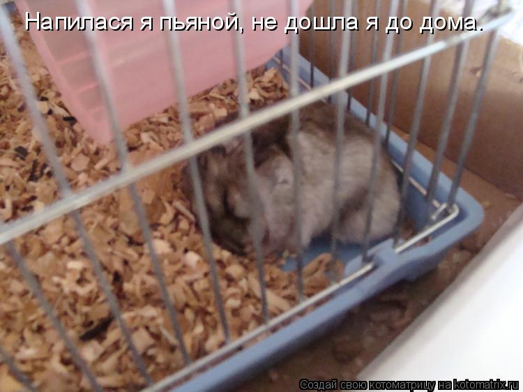 Напилася я пьяной, не дошла я до дома.... Котоматрица: Напилася я пьяной, не дошла я до дома.