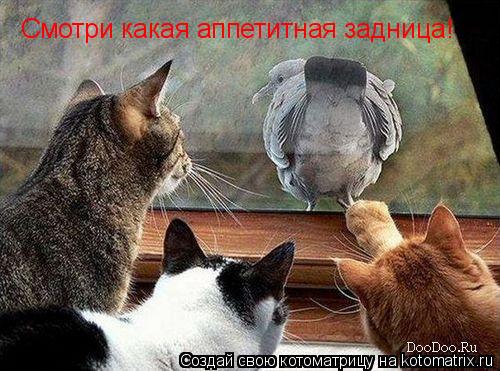 Смотри какая аппетитная задница!... Котоматрица: Смотри какая аппетитная задница!