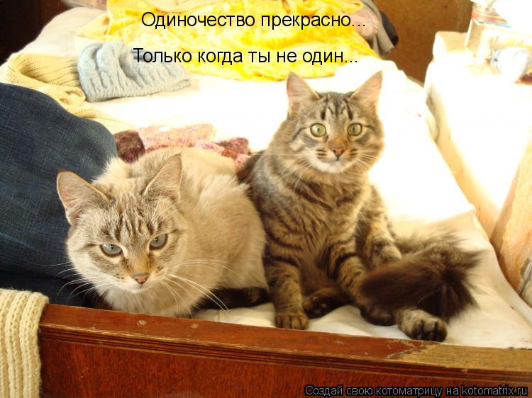 Одиночество прекрасно... Только когда ты не один...... Котоматрица: Одиночество прекрасно... Только когда ты не один...