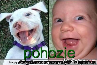 Котоматрица: pohozie