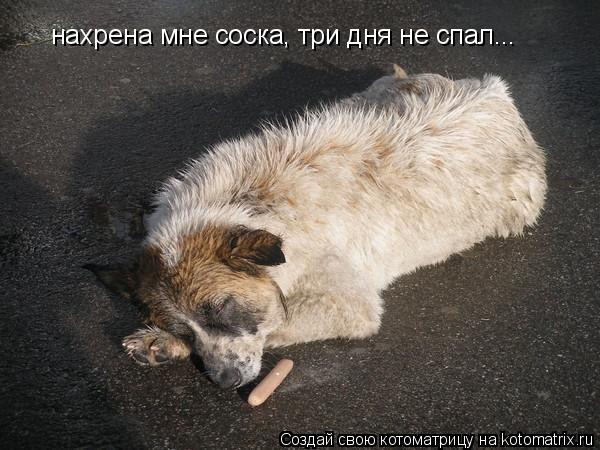 нахрена мне соска, три дня не спал...... Котоматрица: нахрена мне соска, три дня не спал...