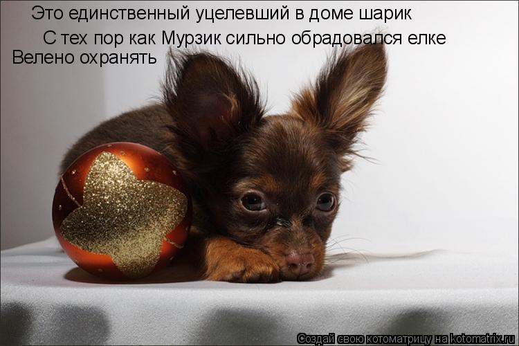 С тех пор как Мурзик сильно обрадовался елке Велено охранять Это единственный уцелевший в доме шарик... Котоматрица: С тех пор как Мурзик сильно обрадовался елке Велено охранять Это единственный уцелевший в доме шарик
