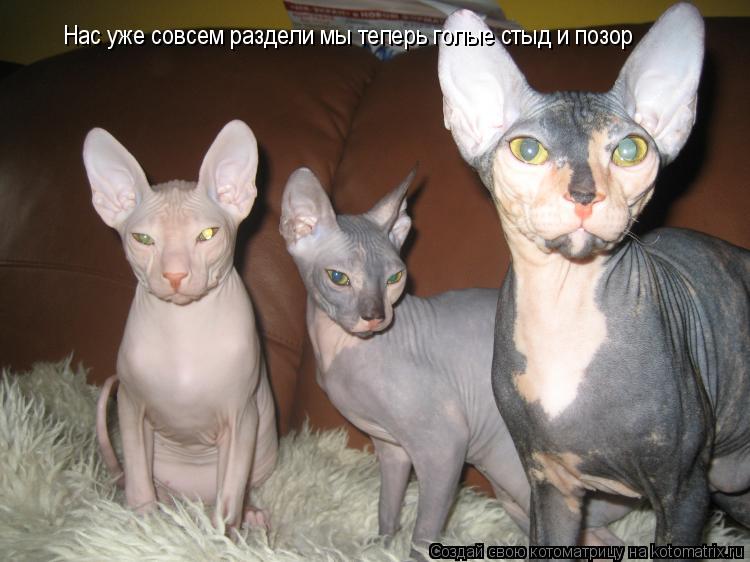 Нас уже совсем раздели мы теперь голые стыд и позор Нас уже совсем раздели мы теперь голые стыд и поз... Котоматрица: Нас уже совсем раздели мы теперь голые стыд и позор Нас уже совсем раздели мы теперь голые стыд и позор
