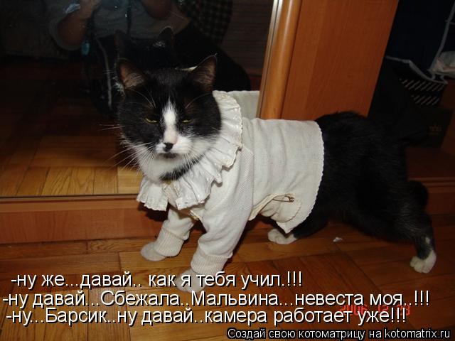 Котоматрица: -ну же...давай.. как я тебя учил.!!! -ну давай...Сбежала..Мальвина...невеста моя..!!! -ну...Барсик..ну давай..камера работает уже!!!
