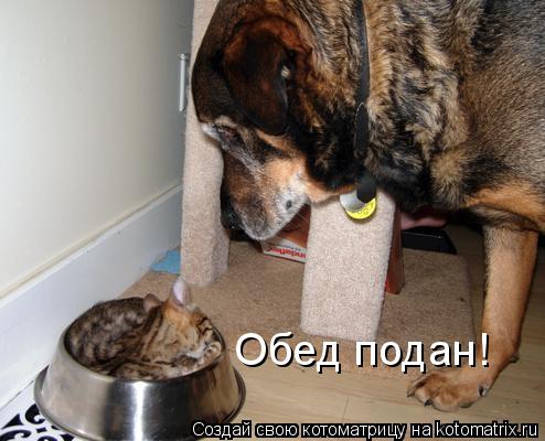 Обед подан!... Котоматрица: Обед подан!