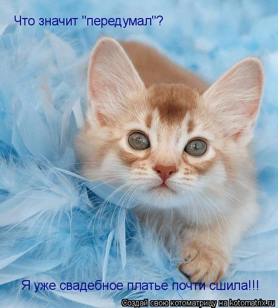 Что значит "передумал"? Я уже свадебное платье почти сшила!!!... Котоматрица: Что значит "передумал"? Я уже свадебное платье почти сшила!!!