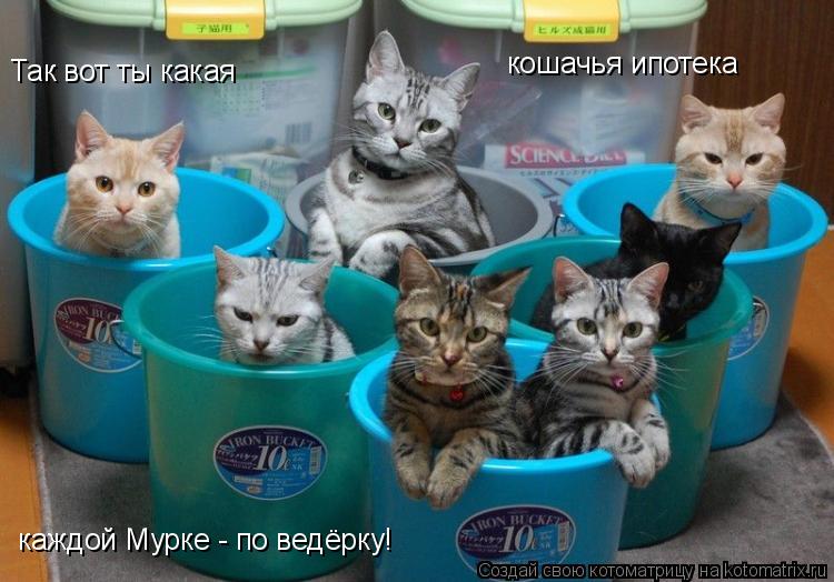 Так вот ты какая кошачья ипотека каждой Мурке - по ведёрку!... Котоматрица: Так вот ты какая кошачья ипотека каждой Мурке - по ведёрку!