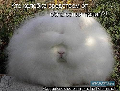 Котоматрица: Кто колобка средством от  облысения полил?!