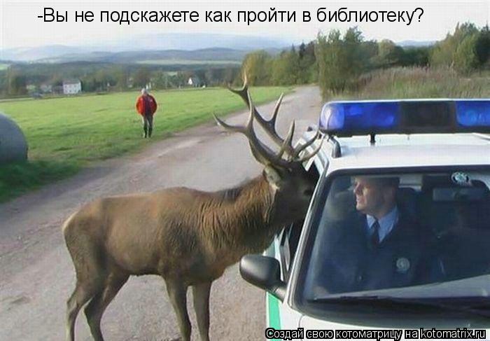 -Вы не подскажете как пройти в библиотеку?... Котоматрица: -Вы не подскажете как пройти в библиотеку?