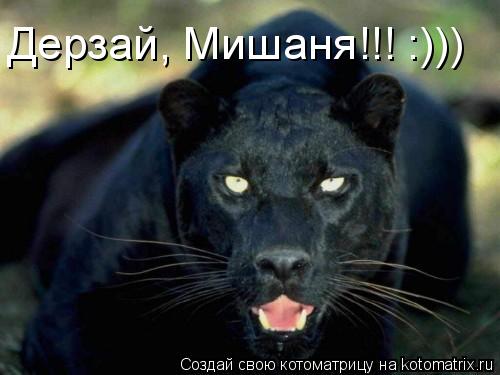 Котоматрица: Дерзай, Мишаня!!! :)))