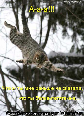 А-а-а!!! Что ж ты мне раньше не сказала, что ты белка-летяга-а-а...... Котоматрица: А-а-а!!! Что ж ты мне раньше не сказала, что ты белка-летяга-а-а...