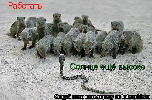 Котоматрица: Работать! Солнце ещё высоко