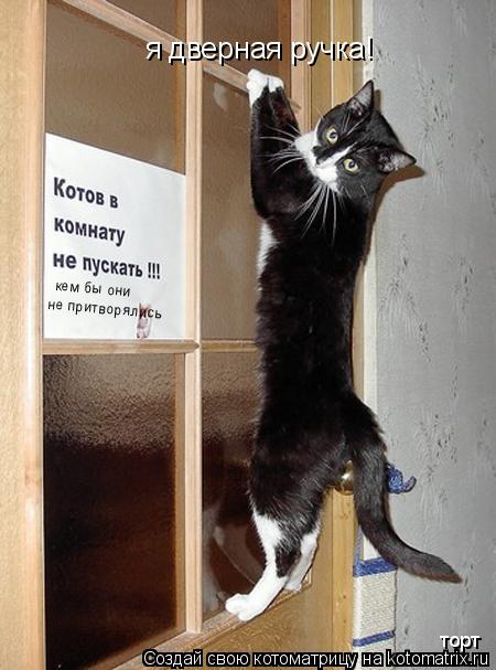 я дверная ручка! кем бы они не притворялись торт... Котоматрица: я дверная ручка! кем бы они не притворялись торт