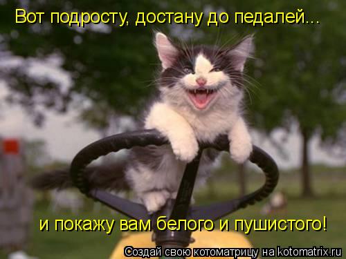 Котоматрица: и покажу вам белого и пушистого! Вот подросту, достану до педалей...