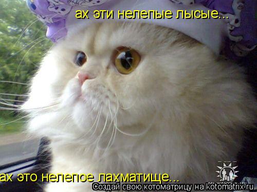 ах это нелепое лахматище... ах эти нелепые лысые...... Котоматрица: ах это нелепое лахматище... ах эти нелепые лысые...