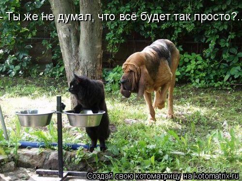 - Ты же не думал, что всё будет так просто?..... Котоматрица: - Ты же не думал, что всё будет так просто?..