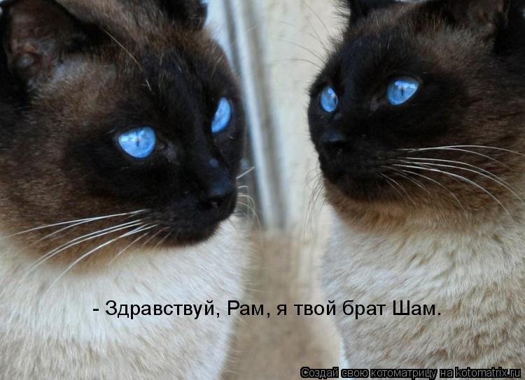 - Здравствуй, Рам, я твой брат Шам.... Котоматрица: - Здравствуй, Рам, я твой брат Шам.