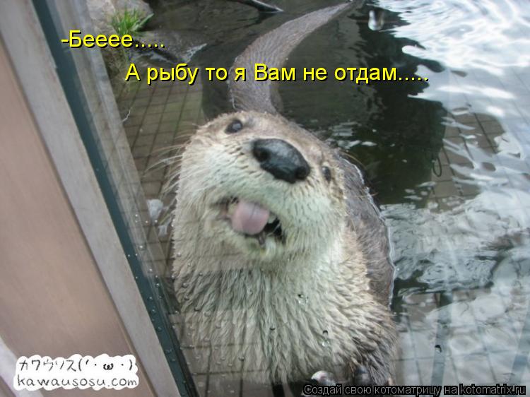 -Бееее..... А рыбу то я Вам не отдам........ Котоматрица: -Бееее..... А рыбу то я Вам не отдам.....