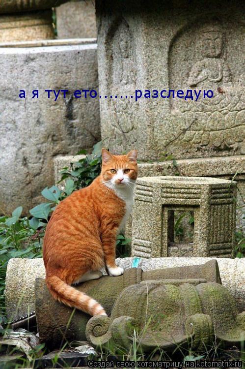 а я тут ето.......разследую... Котоматрица: а я тут ето.......разследую
