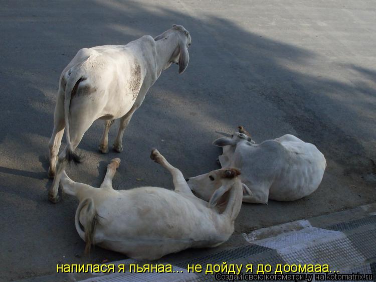 Котоматрица: напилася я пьянаа... не дойду я до доомааа...