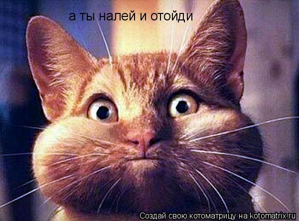 Котоматрица: а ты налей и отойди