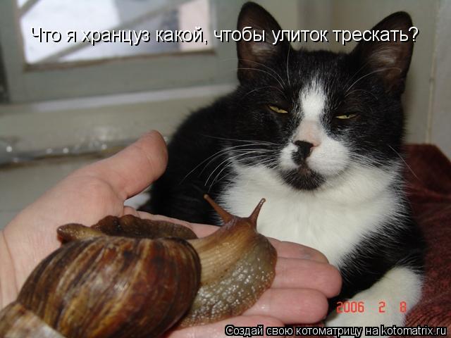 Что я хранцуз какой, чтобы улиток трескать?... Котоматрица: Что я хранцуз какой, чтобы улиток трескать?