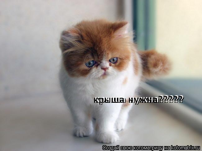крыша нужна????? крыша нужна?????... Котоматрица: крыша нужна????? крыша нужна?????