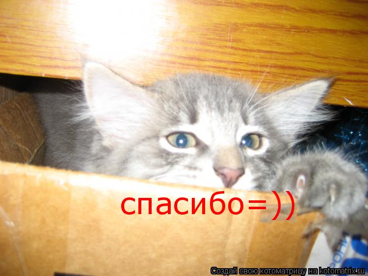 спасибо=))... Котоматрица: спасибо=))