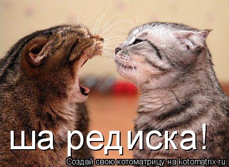 ша редиска!... Котоматрица: ша редиска!
