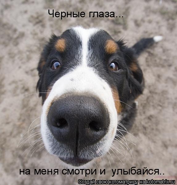 Котоматрица: Черные глаза... на меня смотри и  улыбайся..
