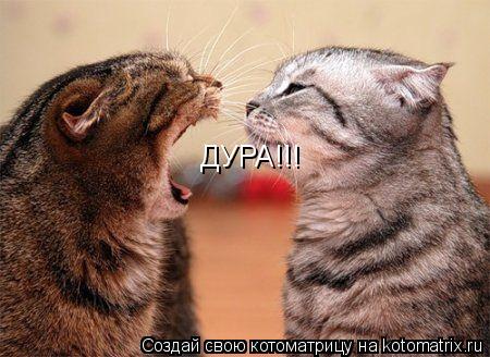 ДУРА!!!... Котоматрица: ДУРА!!!