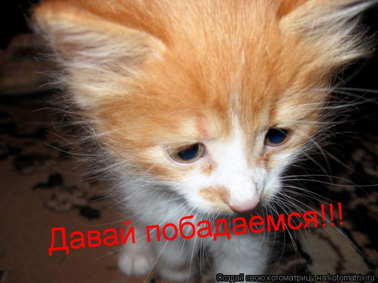 Давай побадаемся!!!... Котоматрица: Давай побадаемся!!!