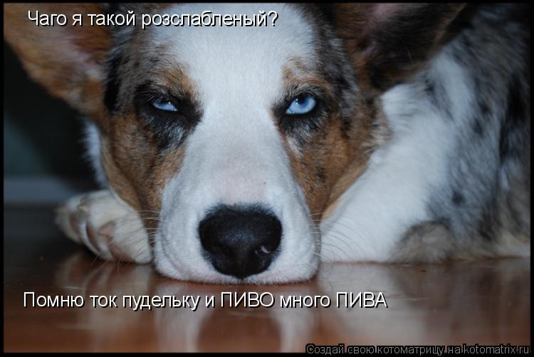 Чаго я такой розслабленый? Помню ток пудельку и ПИВО много ПИВА... Котоматрица: Чаго я такой розслабленый? Помню ток пудельку и ПИВО много ПИВА