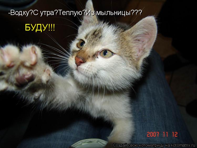 -Водку?С утра?Теплую?Из мыльницы??? БУДУ!!!... Котоматрица: -Водку?С утра?Теплую?Из мыльницы??? БУДУ!!!