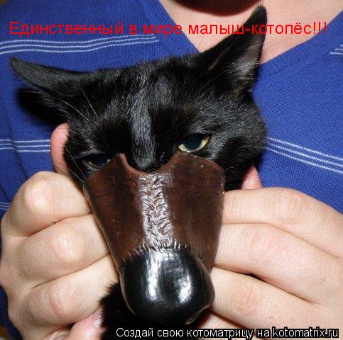 Котоматрица: Единственный в мире малыш-котопёс!!!