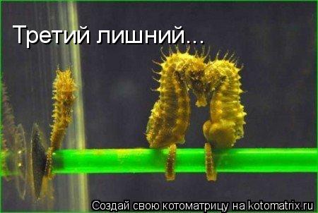 Третий лишний...... Котоматрица: Третий лишний...