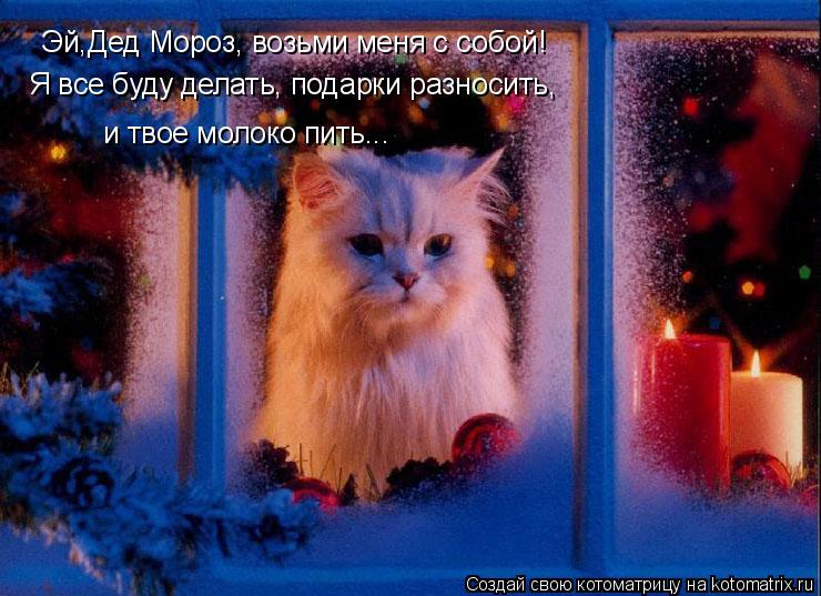Котоматрица: Эй,Дед Мороз, возьми меня с собой! Я все буду делать, подарки разносить, и твое молоко пить...