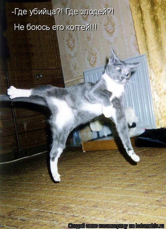 -Где убийца?! Где злодей?! Не боюсь его когтей!!!... Котоматрица: -Где убийца?! Где злодей?! Не боюсь его когтей!!!