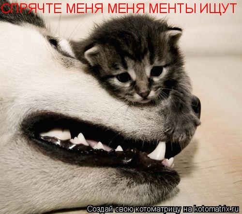 СПРЯЧТЕ МЕНЯ МЕНЯ МЕНТЫ ИЩУТ... Котоматрица: СПРЯЧТЕ МЕНЯ МЕНЯ МЕНТЫ ИЩУТ