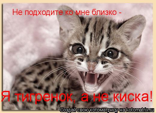 Не подходите ко мне близко - Я тигренок, а не киска!... Котоматрица: Не подходите ко мне близко - Я тигренок, а не киска!