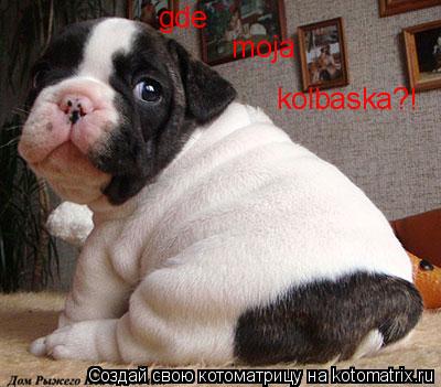 gde moja kolbaska?!... Котоматрица: gde moja kolbaska?!