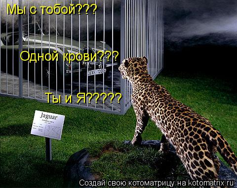 Мы с тобой??? Ты и Я????? Одной крови???... Котоматрица: Мы с тобой??? Ты и Я????? Одной крови???