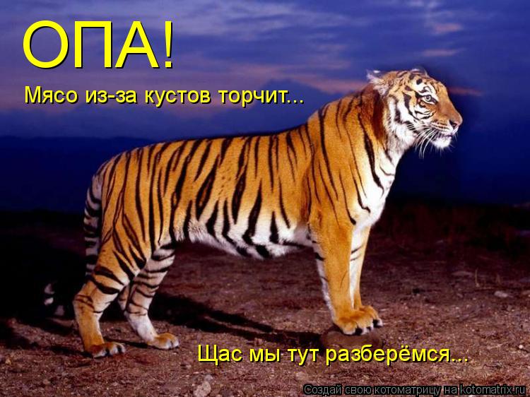 ОПА! Мясо из-за кустов торчит... Щас мы тут разберёмся...... Котоматрица: ОПА! Мясо из-за кустов торчит... Щас мы тут разберёмся...